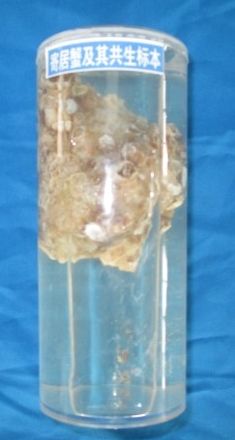 寄居蟹與其他生物共生標(biāo)本