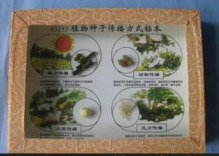 植物種子傳播方式標本