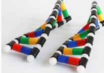 DNA雙螺旋結(jié)構(gòu)模型組件